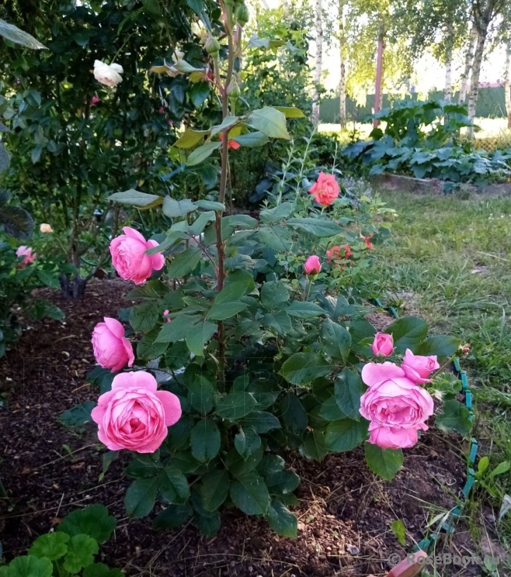 Gartenprinzessin Marie-Jose ®