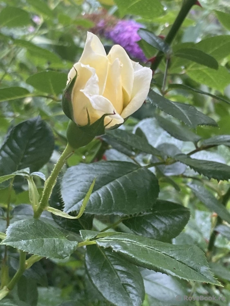 Mon Jardin et Ma Maison