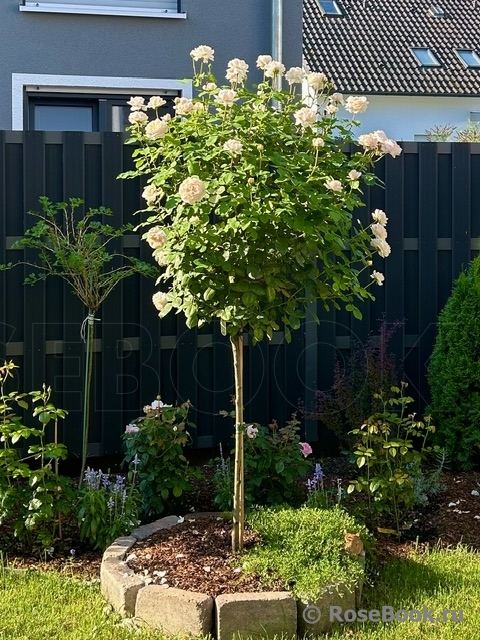 The Lady Gardener