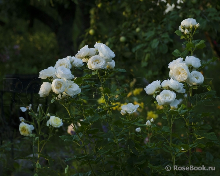 Uetersener Klosterrose