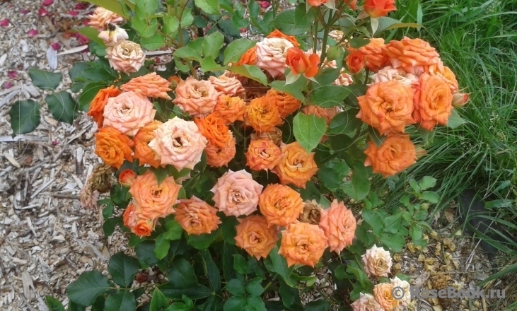 Orange Babyflor 