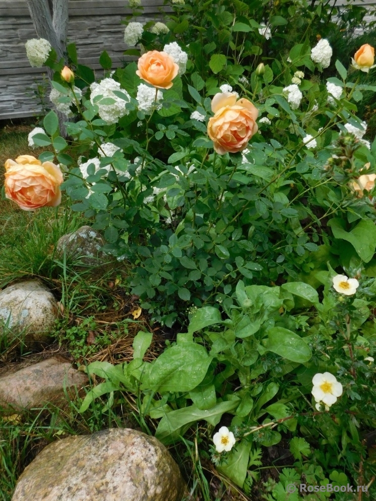 Lady of Shalott 