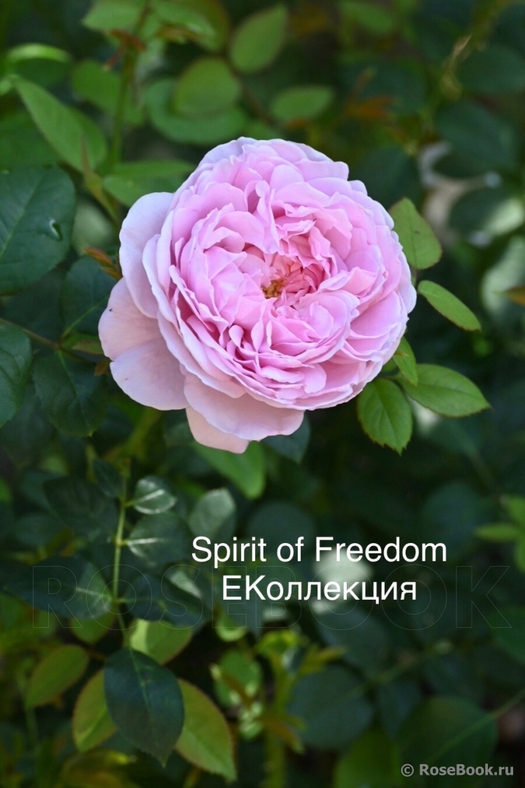 Spirit of Freedom