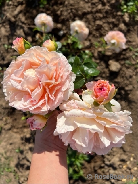 Abraham Darby