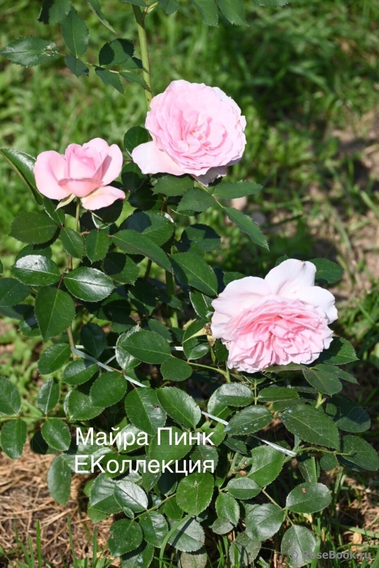 Mayra's Rose