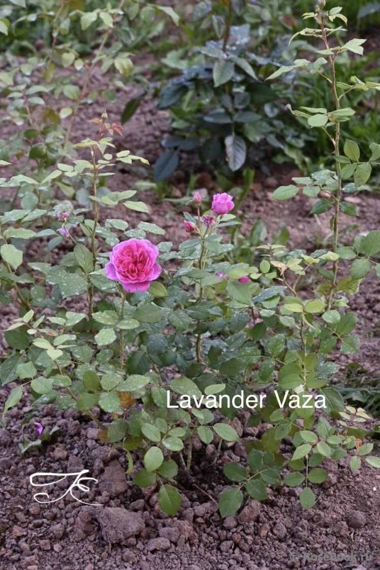 Lavander Vaza