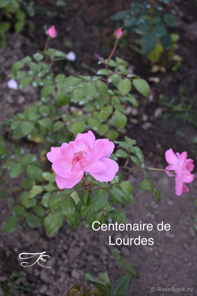 Centenaire de Lourdes 