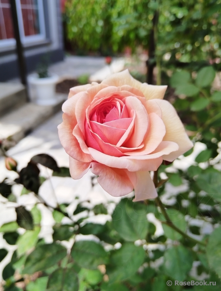 A Shropshire Lad