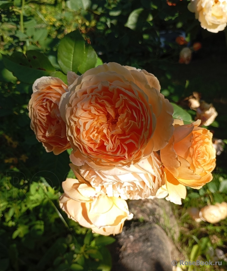 Crown Princess Margareta®