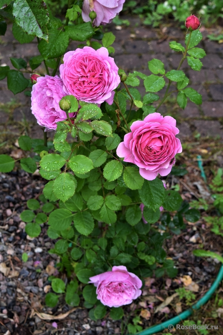 Princess Alexandra of Kent 