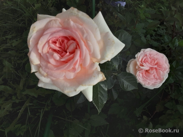 A Shropshire Lad