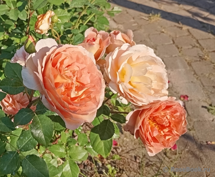 Abraham Darby