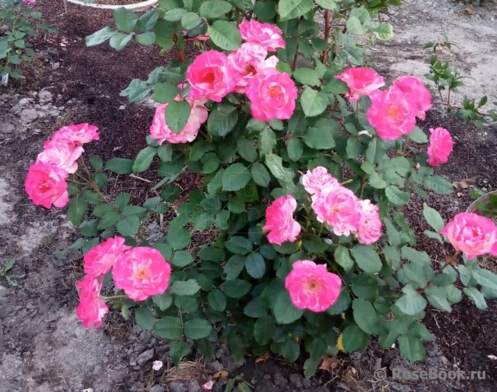 Marseille en Fleurs