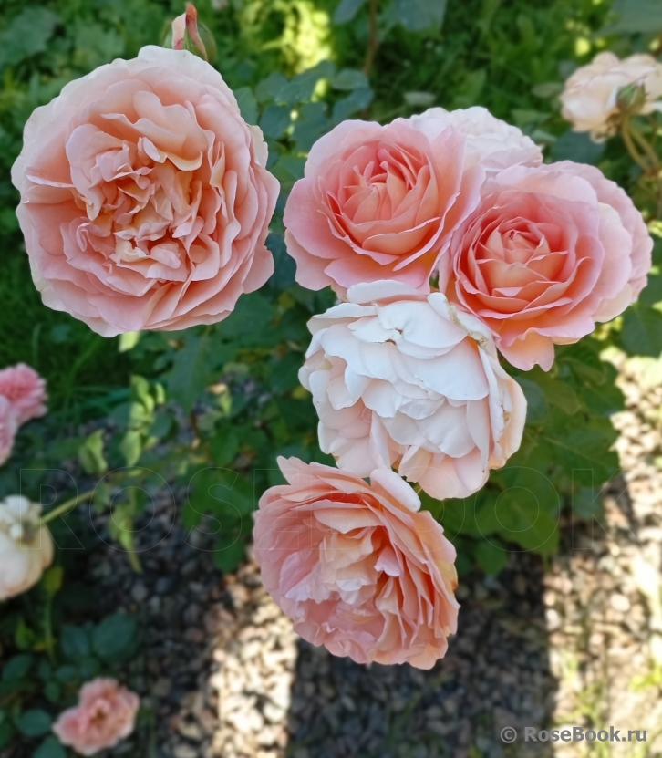 Abraham Darby