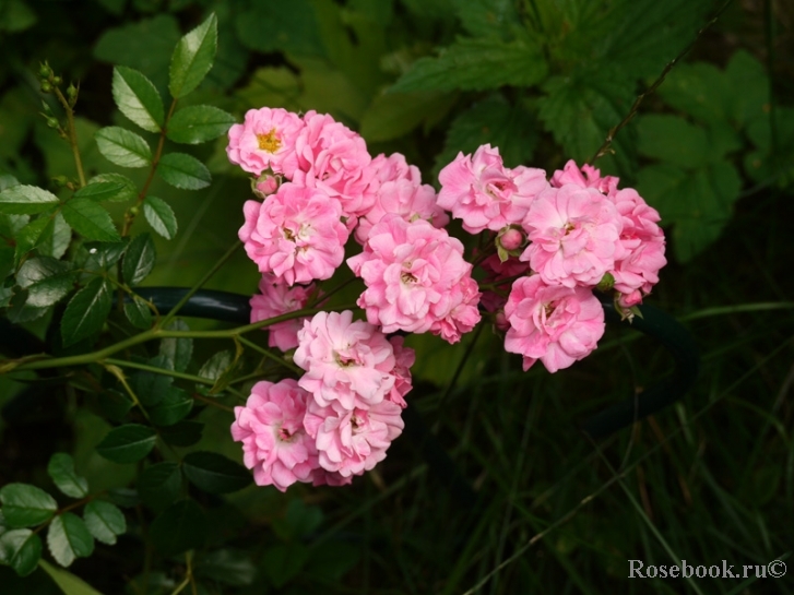 Deutsches Rosarium Dortmund