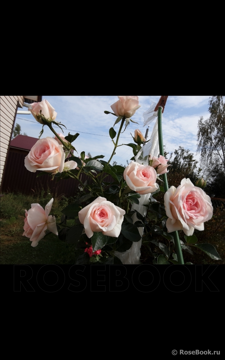 A Shropshire Lad