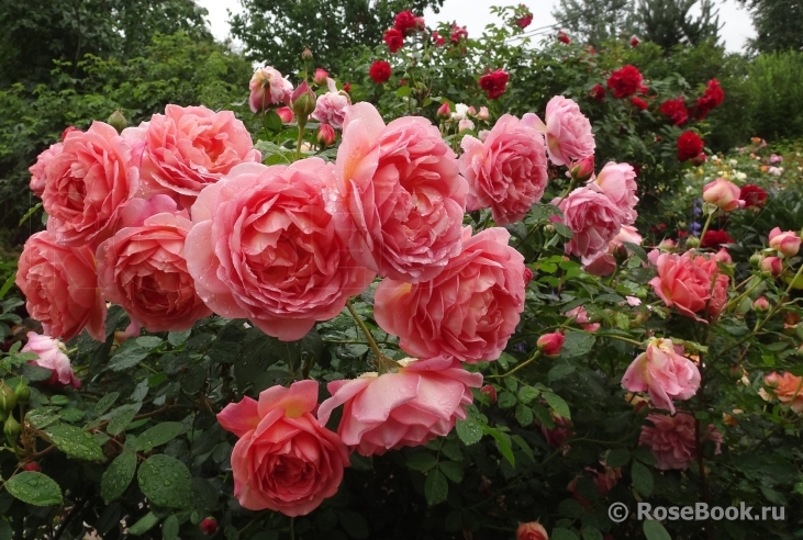 Pink Lady of Shalott