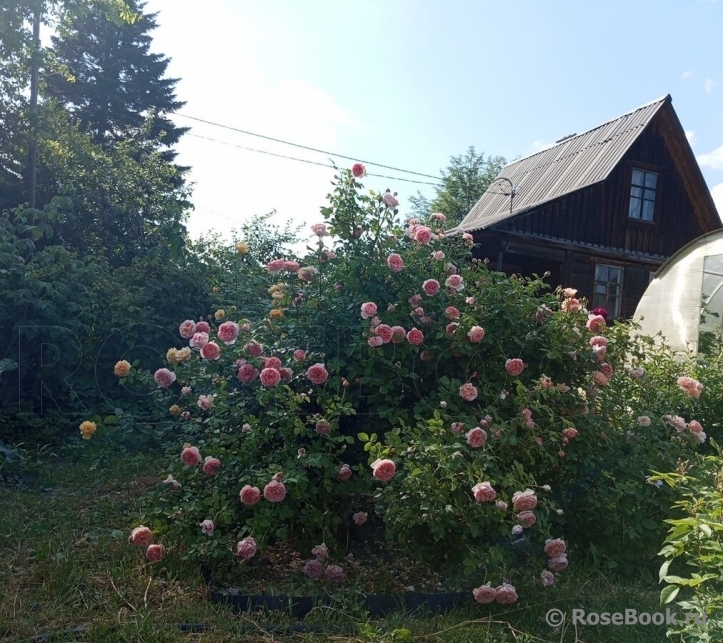 Abraham Darby