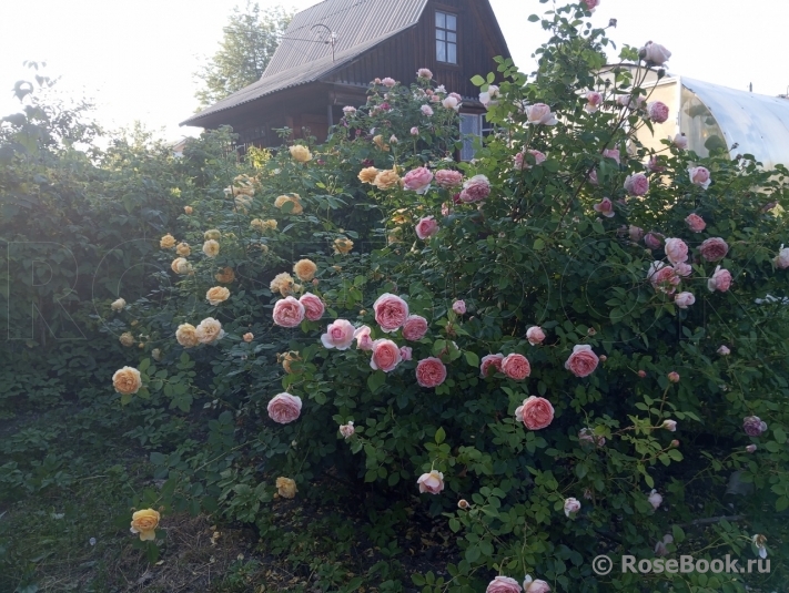 Abraham Darby