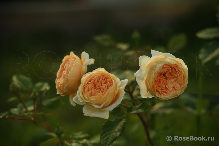 Crown Princess Margareta®