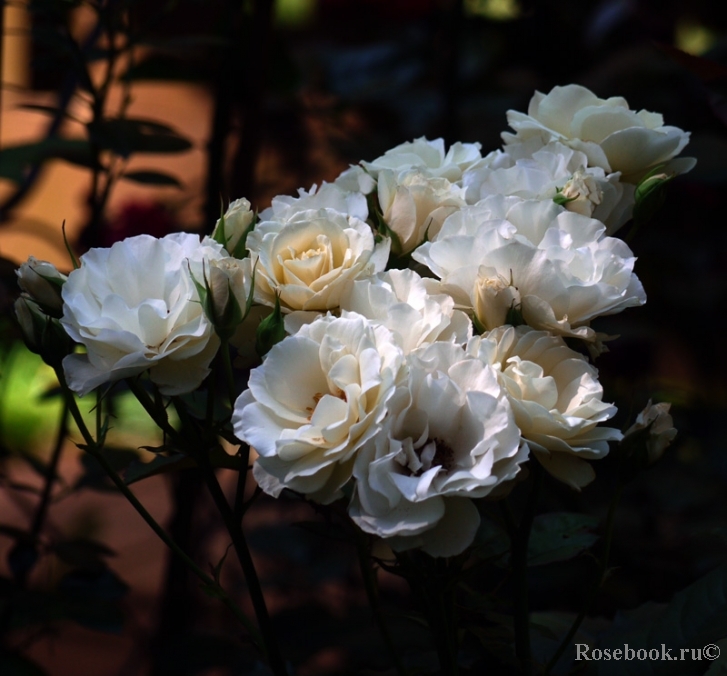 Edelweiss