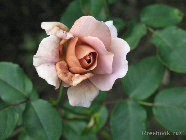 Julia's Rose