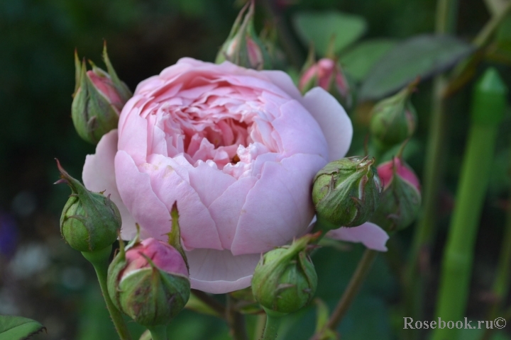 The Alnwick Rose