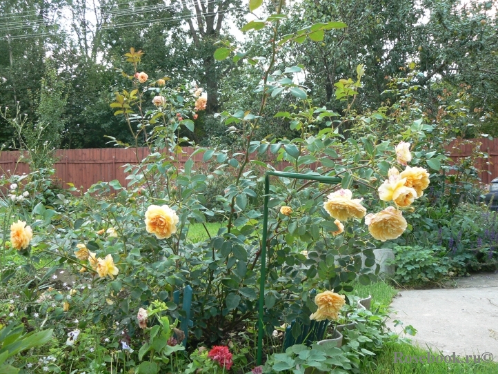 Порт санлайт. Rosa Port sunlight.