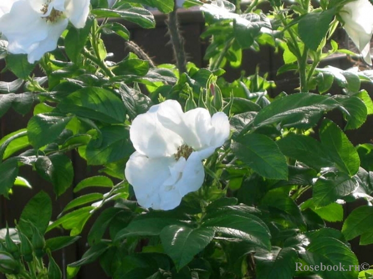 Blanc Double de Coubert 