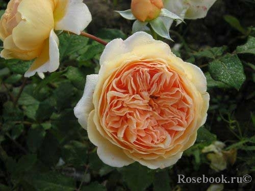 Crown Princess Margareta®