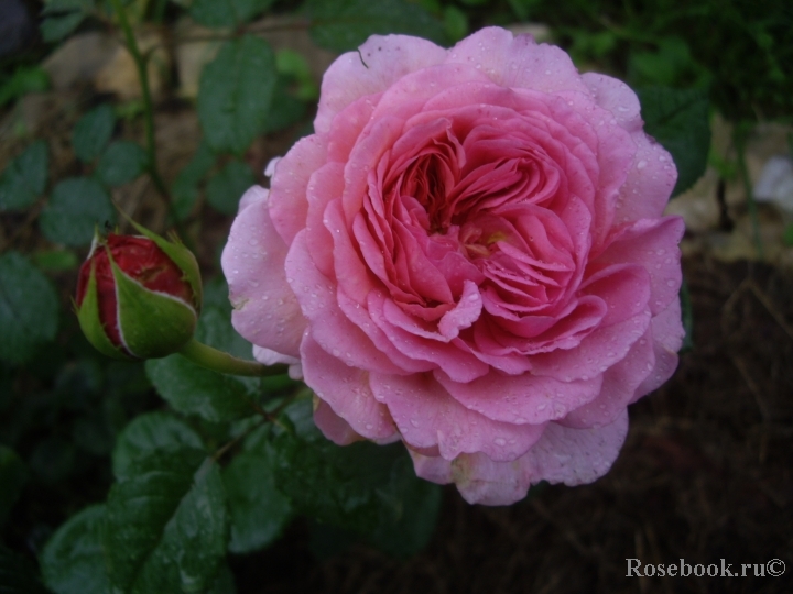 Princess Alexandra of Kent 