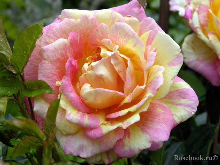 Rose des Cisterciens 