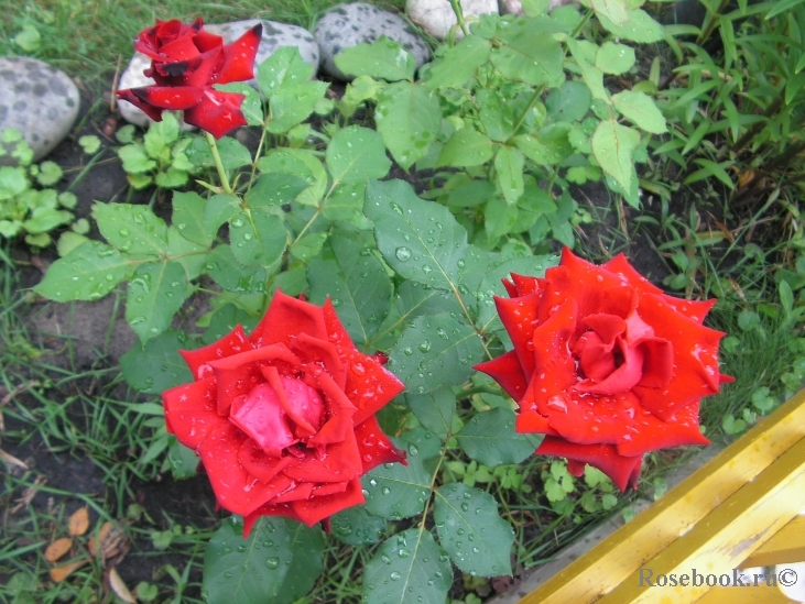 Lovely Red