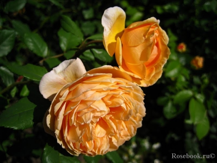 Crown Princess Margareta®