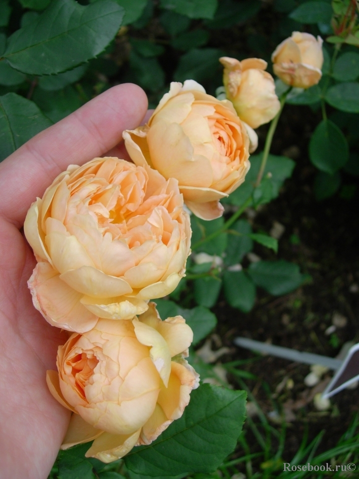 Crown Princess Margareta®