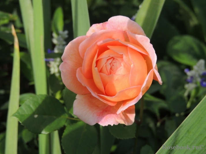 Abraham Darby