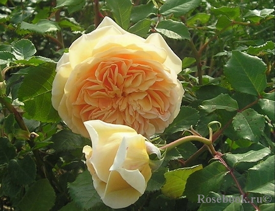 Crown Princess Margareta®