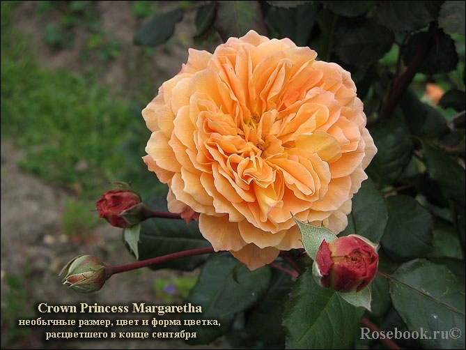 Crown Princess Margareta®