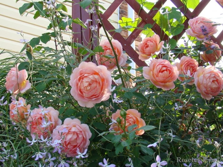 Lady of Shalott 