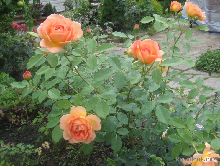 Lady of Shalott 