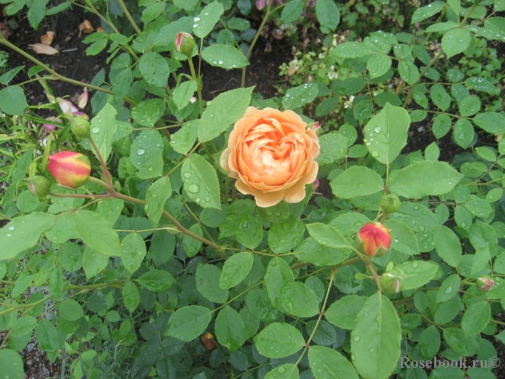 Lady of Shalott 