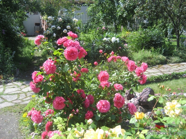 Rosarium Uetersen