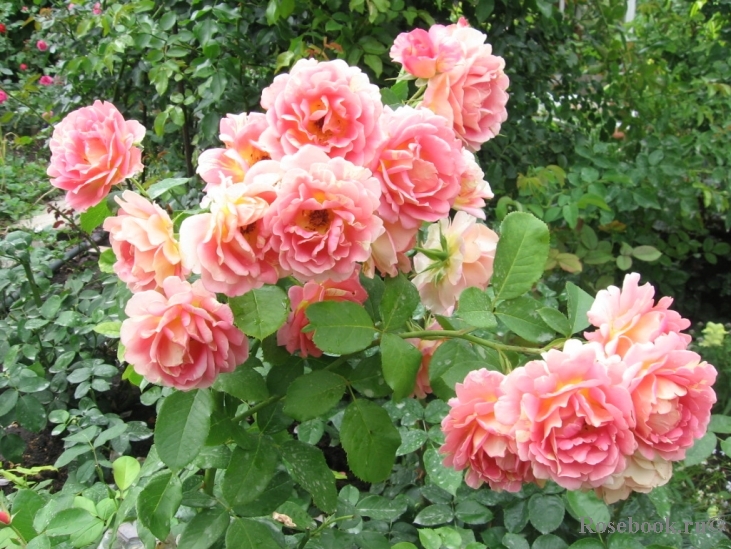 Rose des Cisterciens 