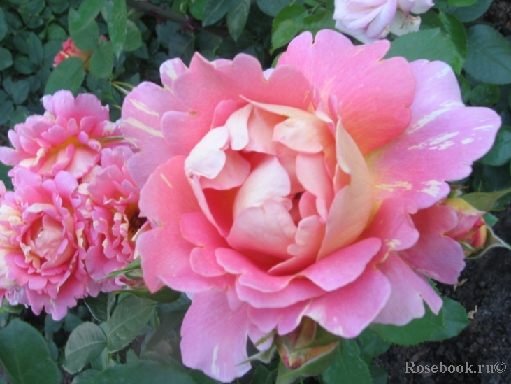 Rose des Cisterciens 