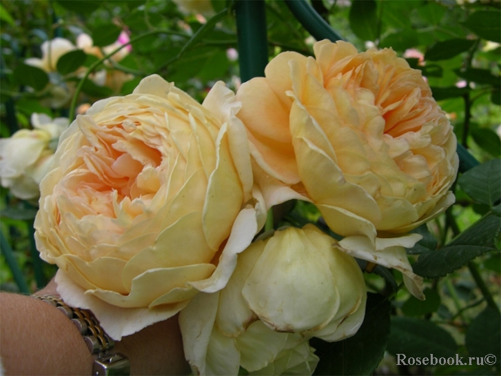 Crown Princess Margareta®