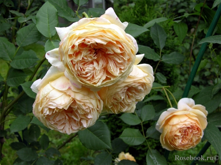 Crown Princess Margareta®