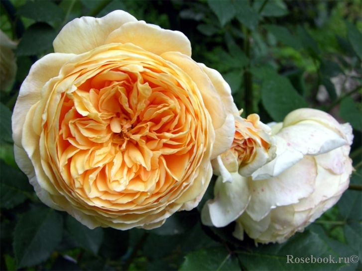 Crown Princess Margareta®