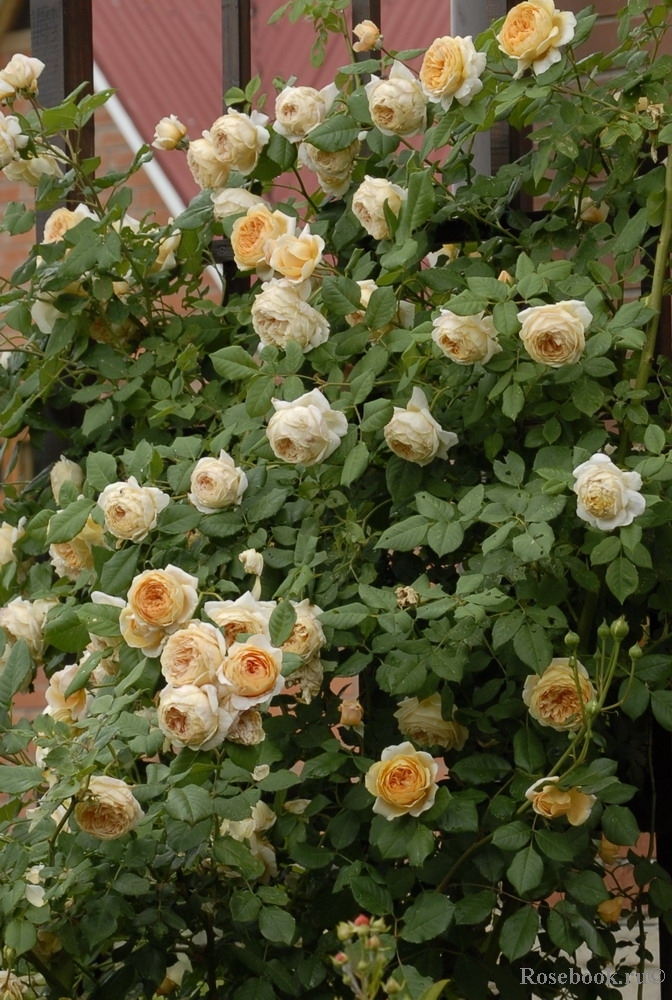 Crown Princess Margareta®