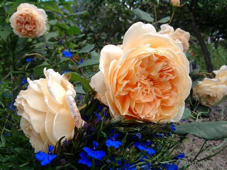 Crown Princess Margareta®