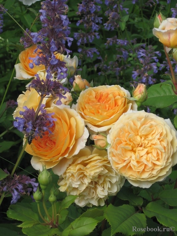 Crown Princess Margareta®